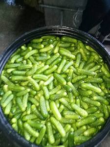 Concombres marinés en pot, tambour, concombres frais et marinés en boîte de 2021 - Product Image 3