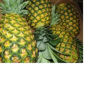 Fresh pineapple from Viet Nam