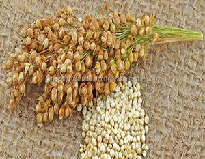 ผู้ผลิต100% บริสุทธิ์และธรรมชาติ Quinoa จากอินเดีย - Product Image 3