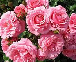 Janvi Các Loại Thảo Mộc Tự Nhiên Tăng Tinh Dầu Cồn-Miễn Phí Truyền Thống Ấn Độ Hoa Nước Hoa OEM Nhãn Hiệu Riêng Có Sẵn - Product Image 5