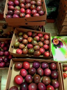 เสาวรสสีม่วงเข้มสดใหม่ นำเข้า ปี 2021 - Product Image 5