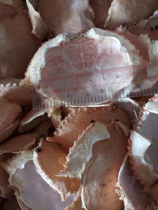 Cáscaras de cangrejo secas - Product Image 3