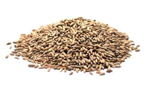 Segale Essiccata di Qualità per Uso Avicolo Certificata ISO 12,5% di Umidità dal Sudafrica - Product Image 2