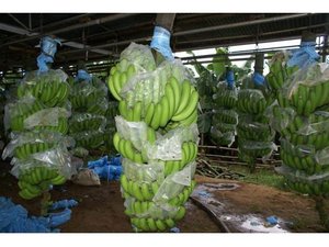 Banane bébé biologique fraîche du Vietnam Grade une saison de haute qualité 2024 - Product Image 6