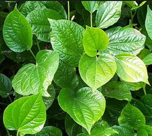 Betel/Piper Betel 100% Natural al Precio Más Bajo en 2020 - Product Image 5