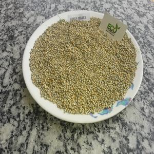 ข้าวฟ่างสีเขียว bajara - Product Image 5