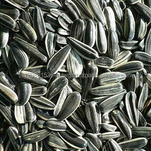 BONNES graines de tournesol à l'huile noire en gros - Product Image 2