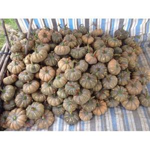 CITROUILLE FRAÎCHE BONNE QUALITÉ-COMPÉTITIF DU VIETNAM - Product Image 4