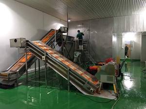 Dés de carottes surgelées IQF / Légumes surgelés IQF de haute qualité en provenance du Vietnam // Mme Beatrix - Product Image 5