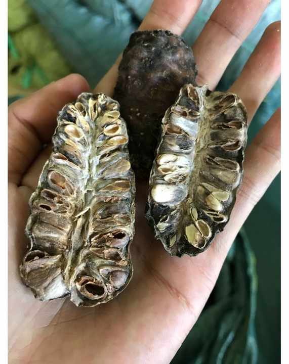 dried noni fruit