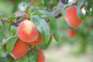Duraznos Enlatados / Conservación en Agua / Certificación HACCP / Sudáfrica / EN VENTA - Product Image 2
