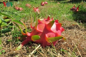 Fresh White/Red Dragon Fruit Viet Delta Marca AAA Grado - Product Image 2