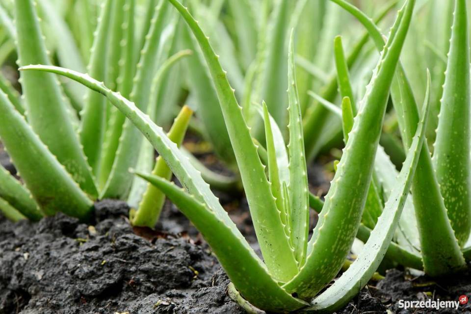wie macht man aloe vera creme Allzweck-Aloe-Vera-Creme zur Ultra-Hautreparatur – 70 % Aloe Vera main image 1