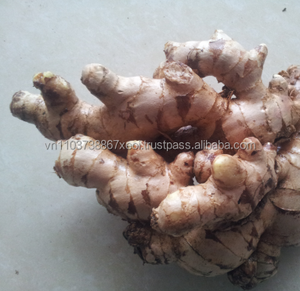 ขิง/ขิงสด/ขิงแห้งจากเวียดนาม - Product Image 1