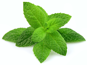 Aceite Esencial de Menta Piperita 100% Natural Puro, Líquido Fresco para Aromaterapia en Difusor, Gran Venta - Product Image 2