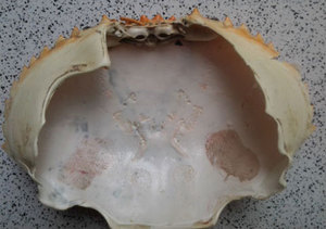 เปลือกปูแห้งสำหรับยัดไส้/เสิร์ฟอาหาร - Product Image 2