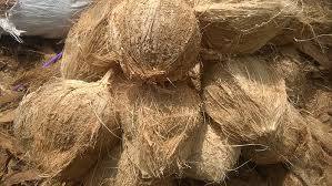 Coco Semi Pelado - Vietnam Mejor Precio - Sra. Holiday - Product Image 3