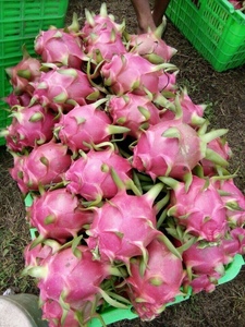 Fruit du dragon frais au prix le plus bas/Nouvelle récolte 2022 - Product Image 5