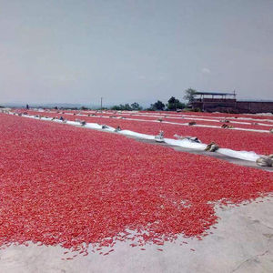 Chile Rojo Entero Seco, Tipo de Procesamiento Crudo, WhatsApp + 0084 845 639 639 - Product Image 3