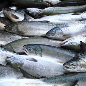 El mejor equipo de acuicultura Probióticos-Alimento para peces para una piscicultura óptima - Product Image 5