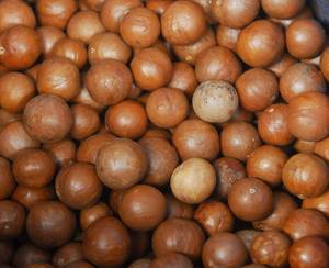Nueces de Macadamia orgánicas de alta calidad en cáscara seca cruda al por mayor excelente para uso alimentario gran valor para el dinero - Product Image 2