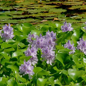 Eichhornia Crassipes - Jacinthe d'eau, matière première du Vietnam - Product Image 6