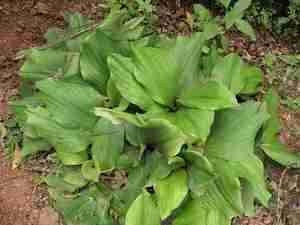 ข่า/เคมเฟอเรียข่าราคาที่ดีที่สุด-วันหยุด - Product Image 4