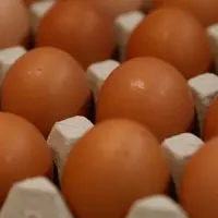 Bauernhof Frische Huhn Eier