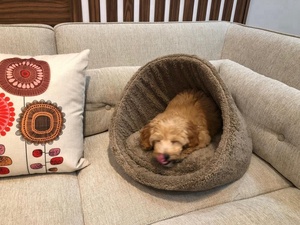 Luxury Soft Velvet <b>Pet</b> Beds with Detachable Cushion Warm and Cozy for Cats and Dogs Made in Vietnam - Product Image 5