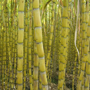 Chất lượng cao Việt Xuất xứ msdm mía mật đường cấp thực phẩm Brix min 75% cho lợn và nuôi cá - Product Image 1