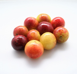 Suministro al por Mayor de Polvo de Camu Camu Orgánico Disponible a un Precio Económico desde Perú - Product Image 4