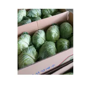 Wholesale Fresh Cabbage/ Green Cabbage with large quantity