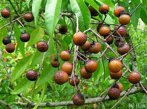 Bayas de Jabón Orgánicas de Alta Calidad para Limpieza, Nueva Cosecha 2024/ Material Natural para Jabón de Vietnam - Product Image 3