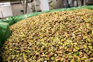 Pistachos Crudos Deshidratados al por Mayor, Fabricante con Empaques de 1kg/20kg/50kg - Product Image 3