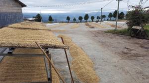 Fabricante de Empaques Personalizados, Granos de Café Robusta de Alta Calidad, Grado Premium, Tostados, Precio Competitivo, Buen Sabor - Product Image 2