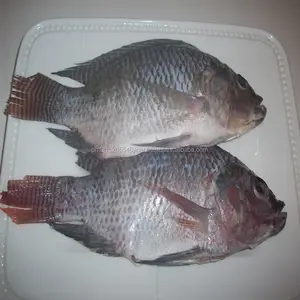 100% Baru Tangkap Ikan Tilapia Frozen Dijual