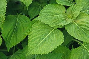 VERDE SHISO PERILLA MEJOR ALTA CALIDAD DE VIET NAM - Product Image 3