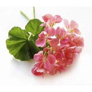 Aceite Esencial de Geranio Puro Certificado GMP, Pelargonium Graveolens, Destilación por Vapor, Botellas de 30ml y 100ml, Origen Floral, Precio Bajo - Product Image 2