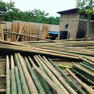 Vietnam Handicraft-Ecofriendly-<b>Bamboo</b> Rolling <b>Mat</b>-Ms. Holiday - Product Image 5