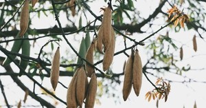 ตาข่ายใยนุ่นนำเข้าสไตล์เวียดนามทำจากใยนุ่นคุณภาพสูง - Product Image 6