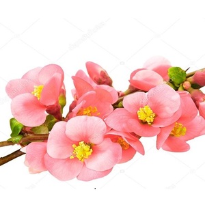 Aceite Esencial de Geranio Puro Certificado GMP, Pelargonium Graveolens, Destilación por Vapor, Botellas de 30ml y 100ml, Origen Floral, Precio Bajo - Product Image 3