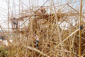 VARIEDADES DE BAMBÚ MÁS FUERTES-TAM VONG - Product Image 5