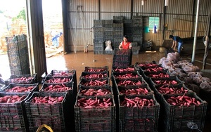 Vietnamita batata fresca-precio barato-la Sra. De vacaciones - Product Image 2