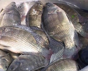 Envasado al vacío congelado IQF Filetes de Pangasius bajos en grasa Producto de pescado de calidad premium - Product Image 3