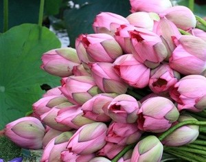 Boîte d'emballage fleur de lotus séchée pour thé du Vietnam pétales de lotus séchés de haute qualité - Product Image 4