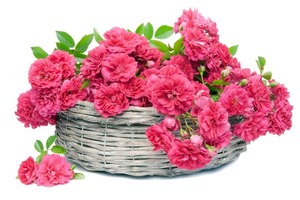 กุหลาบตัดสด - Product Image 2