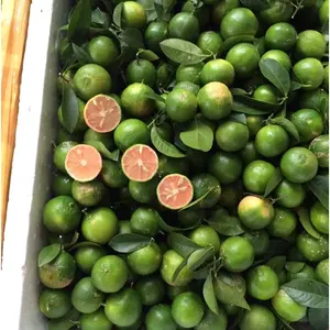 Vietnam citron rose frais 4cm 6cm citron pour jus thé salade qualité d'exportation 5kg 10kg Carton filet sac fournisseur - Product Image 5