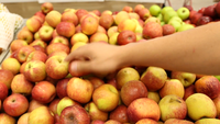 Premium kwaliteit appelconcentraat - Fuji variëteit, gele kleur, vers uit Zuid-Afrika, 1 jaar houdbaar, eigen merk
