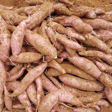 VIETNAM SOFT <b>POTATO</b> / YAM / BATATA WITH CHEAP PRICE - Product Image 4