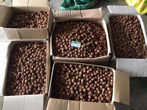 ลิ้นจี่อบแห้งคุณภาพพรีเมียม/ลิ้นจี่แห้ง/ลิ้นจี่/ลิ้นจี่จากเวียดนาม - Product Image 5